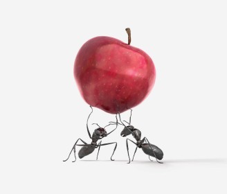 Ants holding up an apple