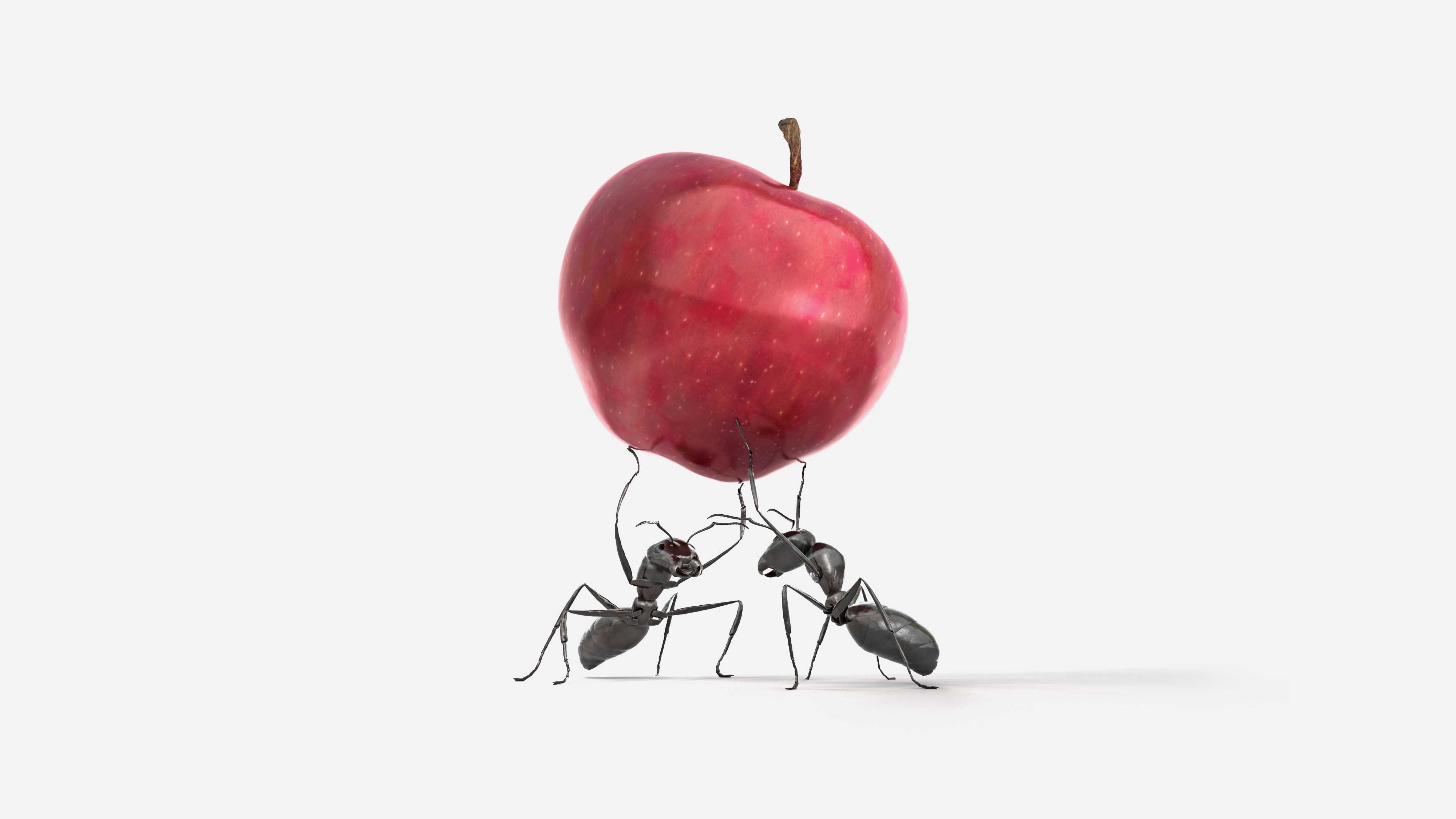Ants holding up an apple
