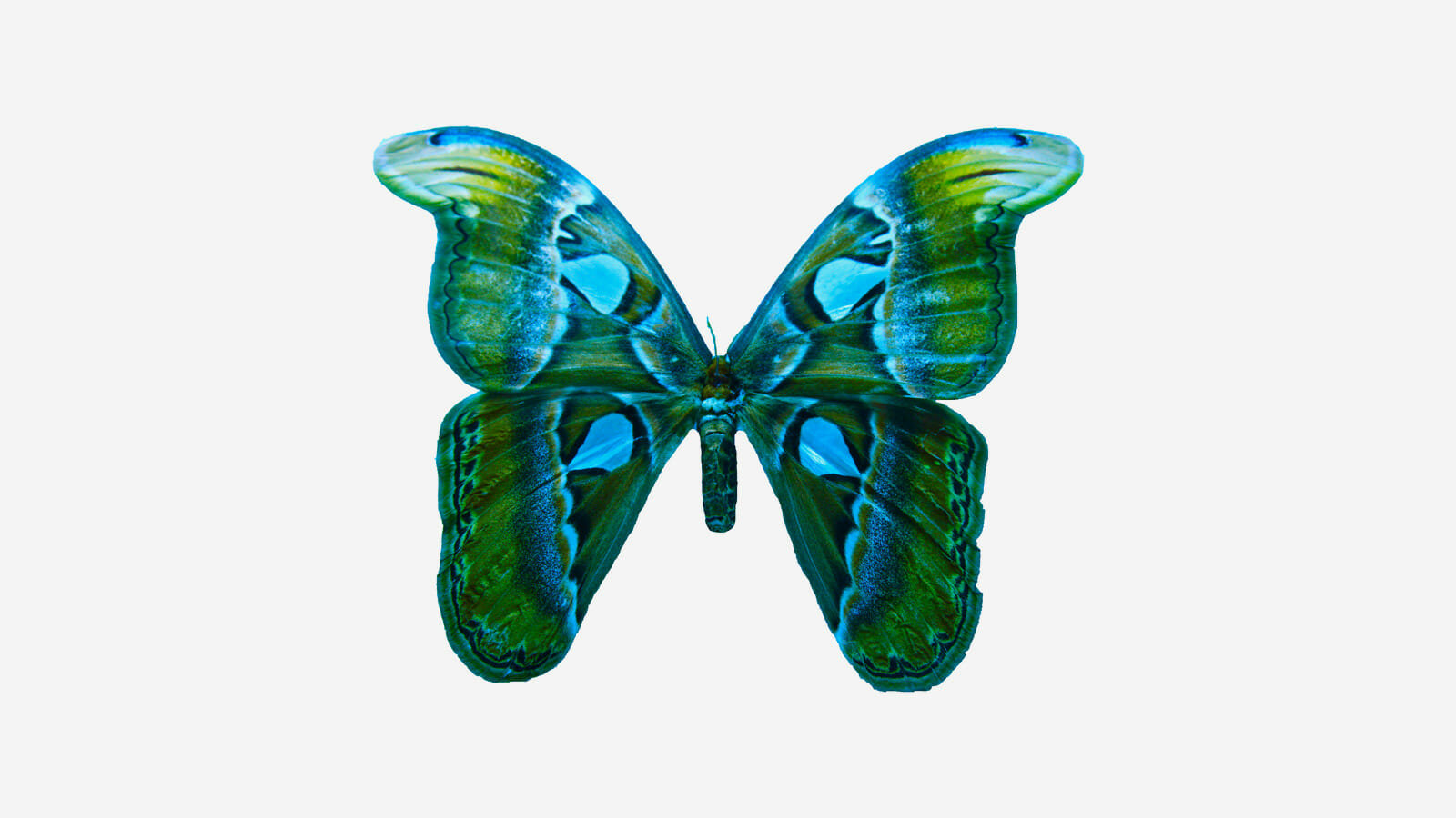 blue green butterfly