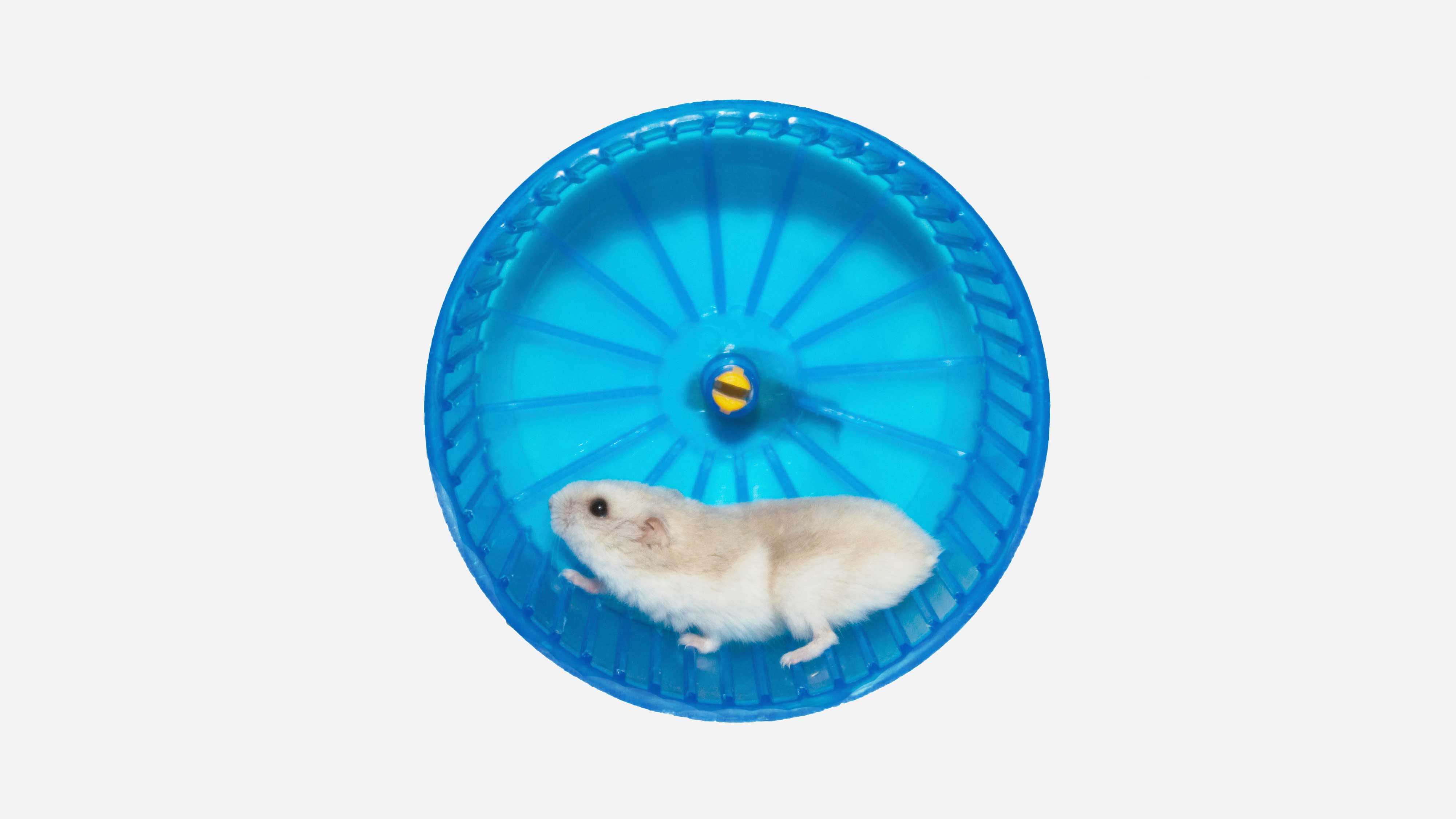 hamster in a wheel