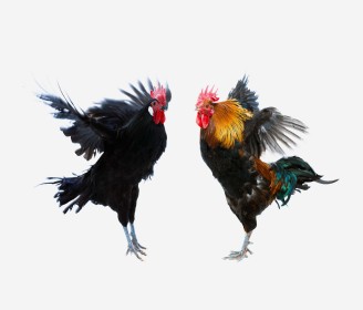 Roosters fighting