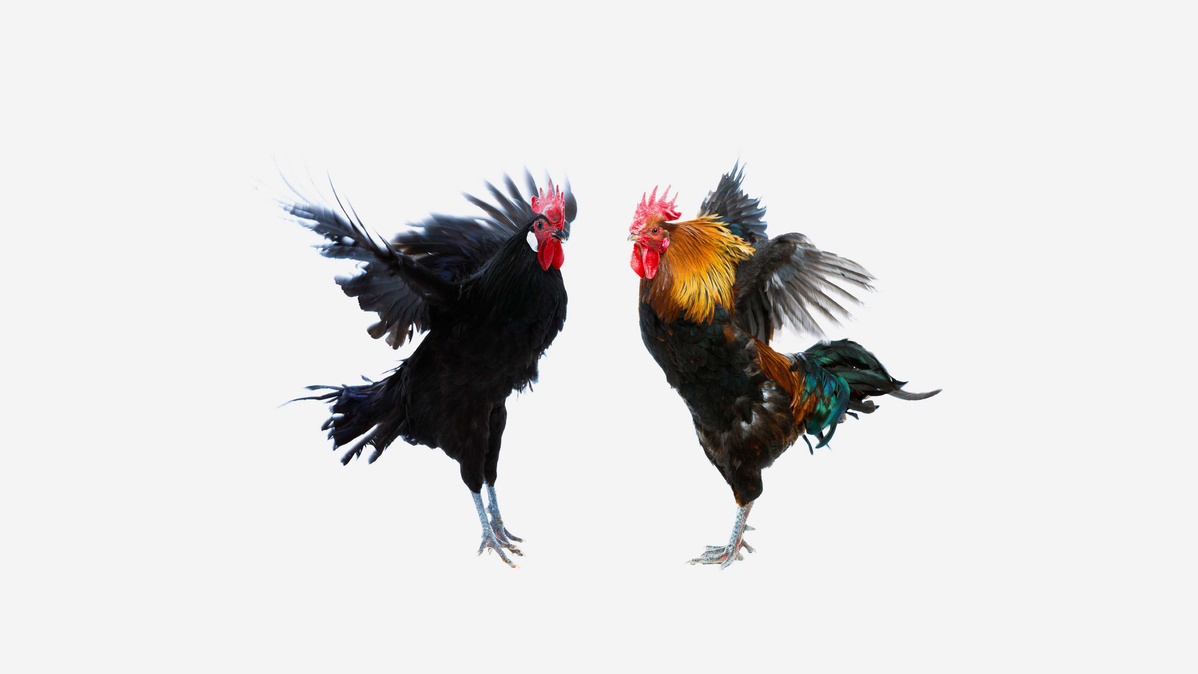 Roosters fighting